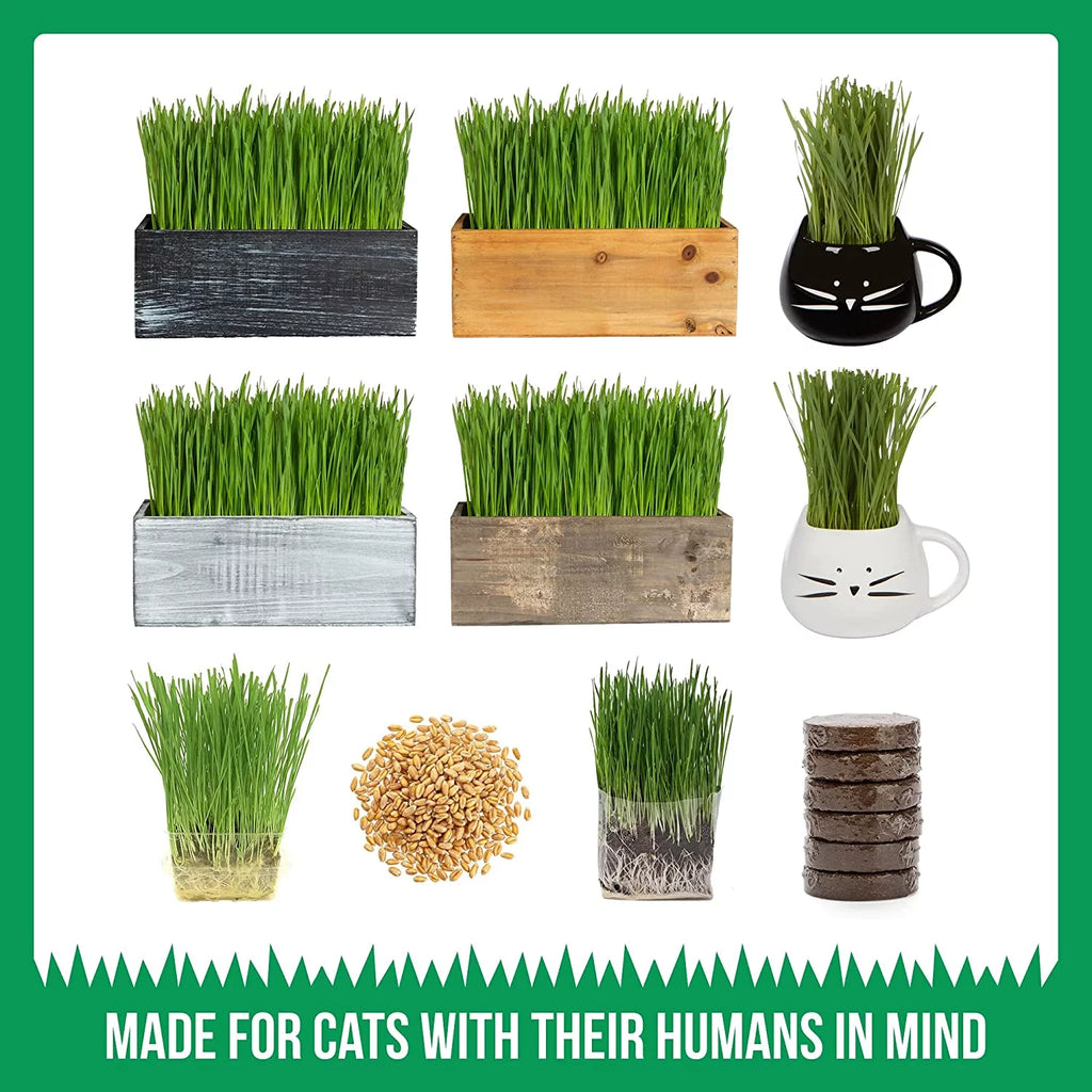 Organic Cat Grass Kit with Wood Planter, Seed and Soil Z482