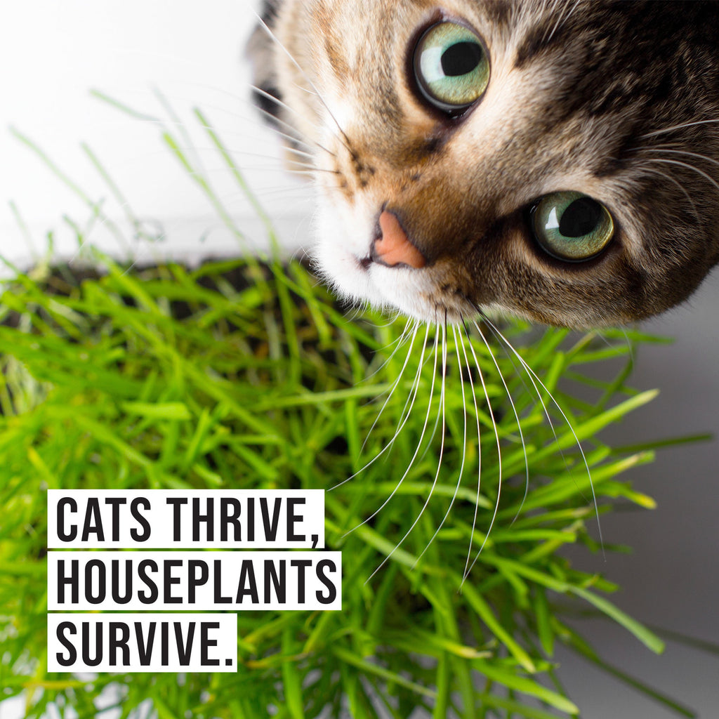 Organic Cat Grass Kit with Wood Planter, Seed and Soil Z482