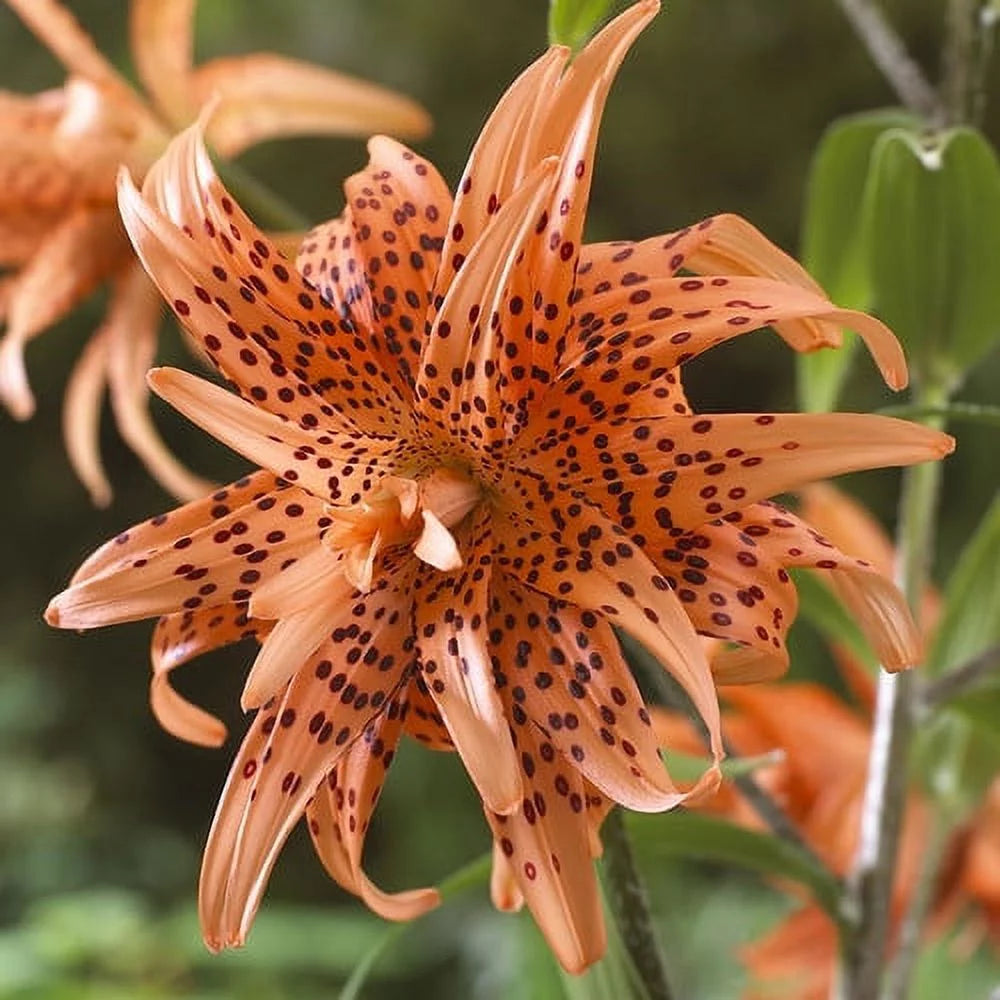 Lilies Double Tiger Set of 7 Bulbs Orange Y820043