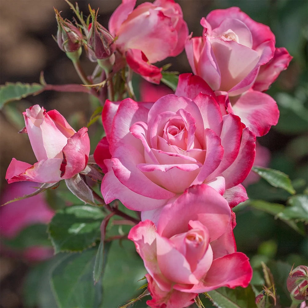 Live Plant Pink Flowers M86628