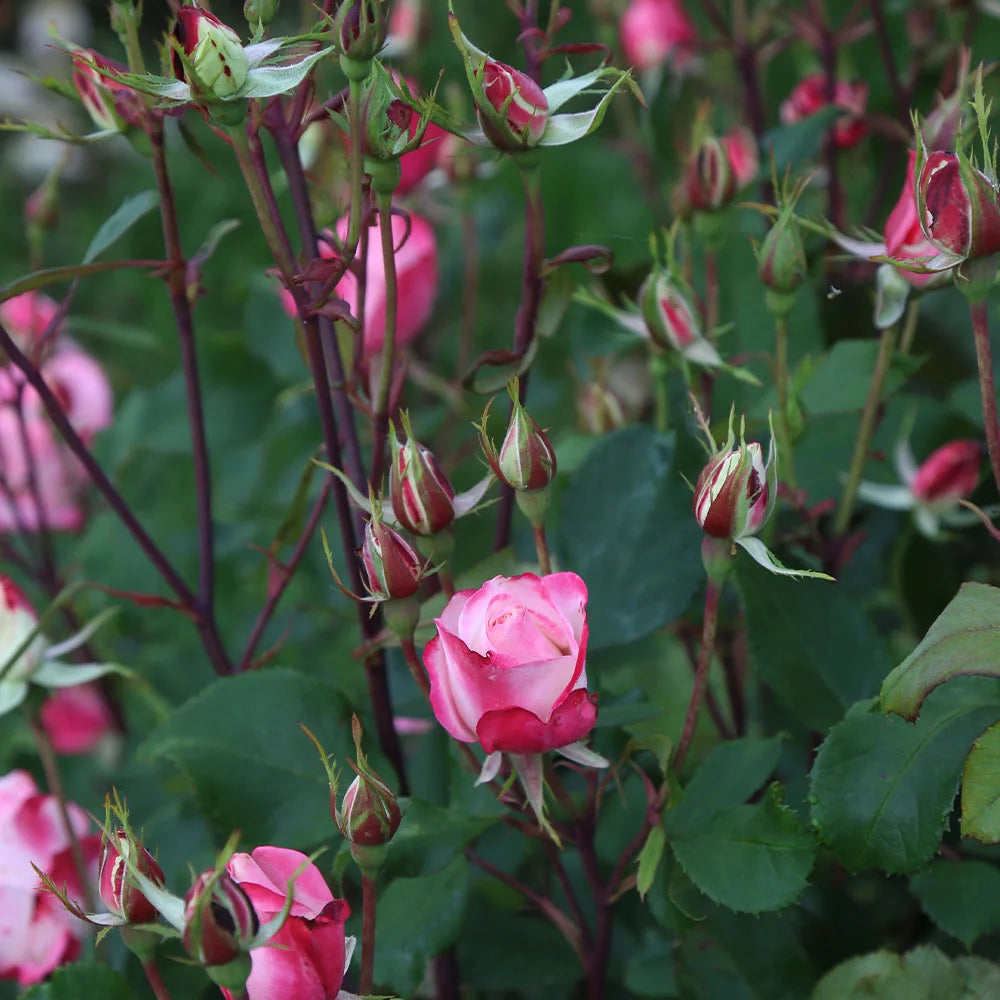 Live Plant Pink Flowers M86628