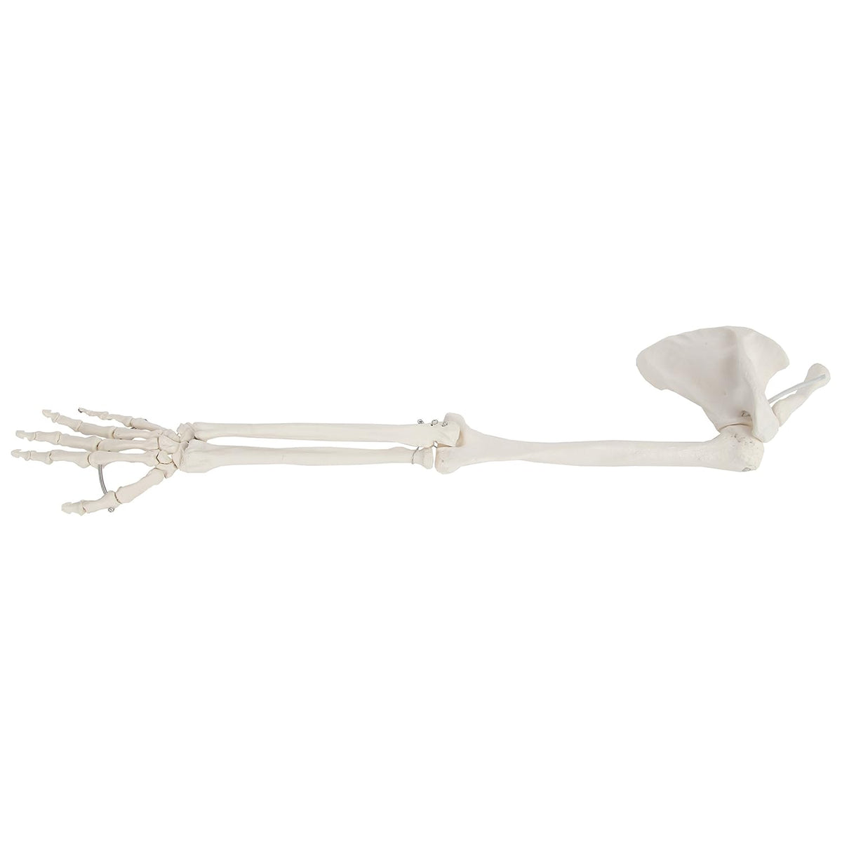 Life-Size Anatomical Arm Skeleton Model J611909