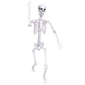 5.9Ft Posable Life Size Plastic Full Body Skeleton V3181