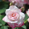 Live Plant Pink Flowers M86628