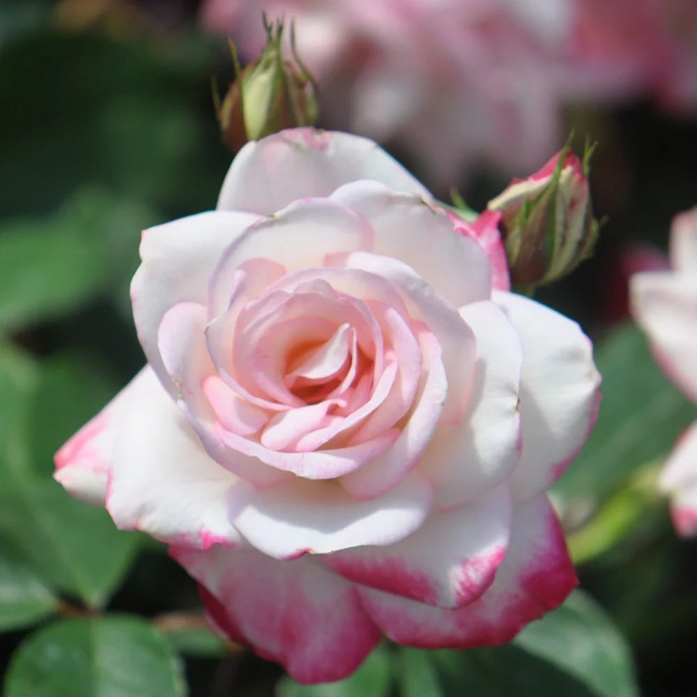 Live Plant Pink Flowers M86628