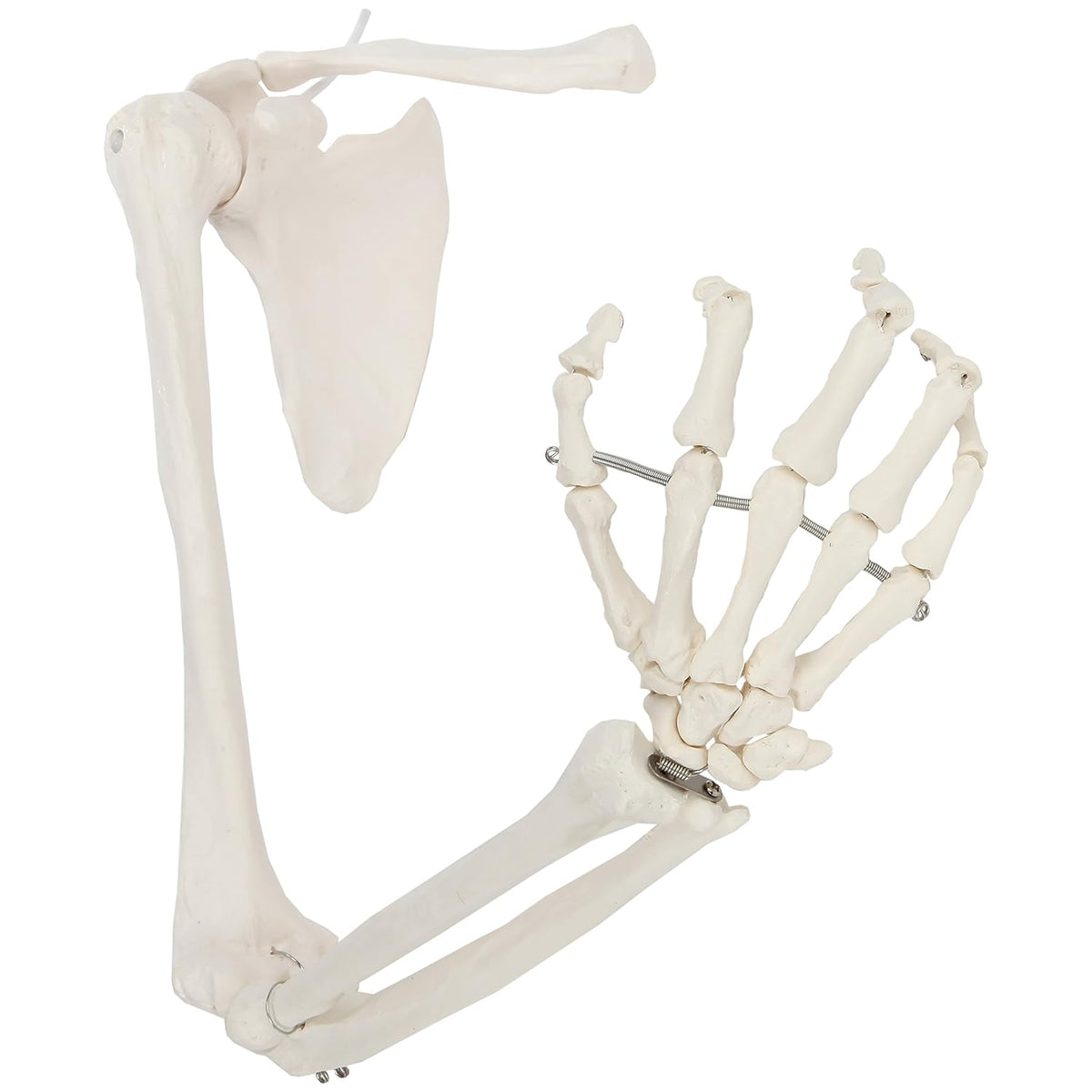 Life-Size Anatomical Arm Skeleton Model J611909
