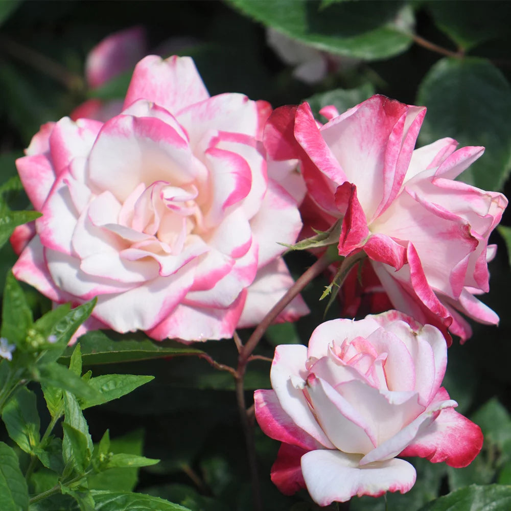Live Plant Pink Flowers M86628
