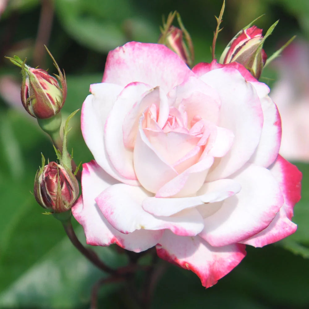 Live Plant Pink Flowers M86628