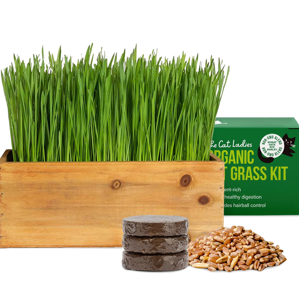 Organic Cat Grass Kit with Wood Planter, Seed and Soil Z482