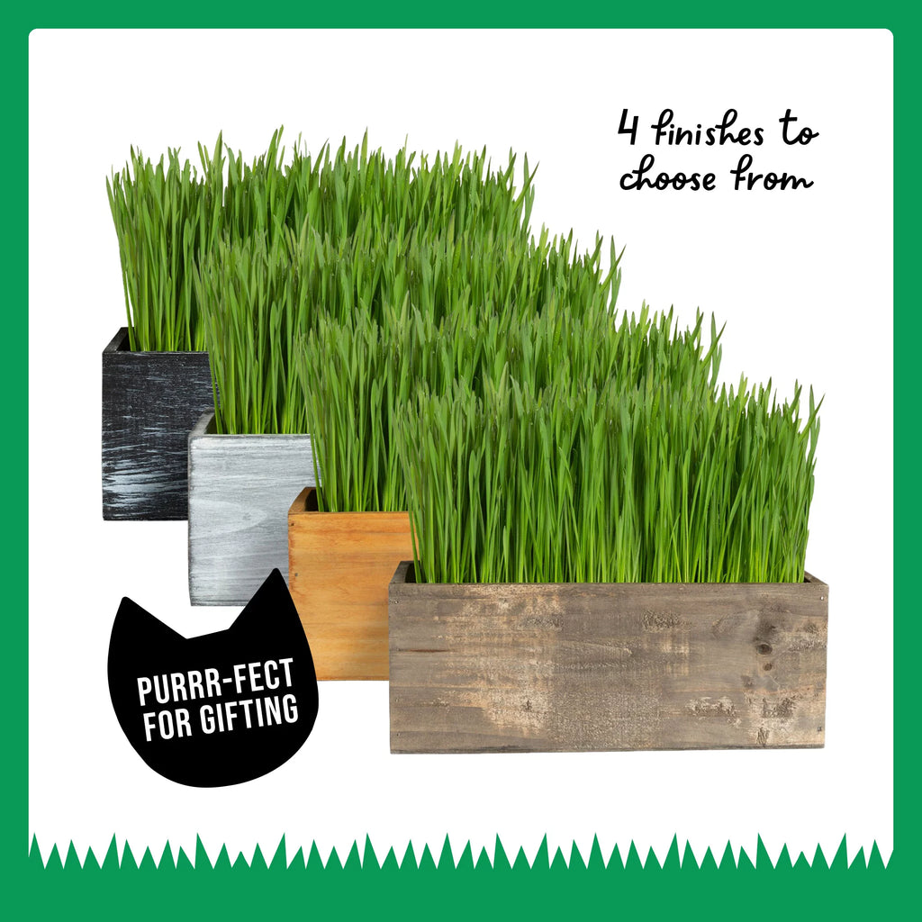 Organic Cat Grass Kit with Wood Planter, Seed and Soil Z482