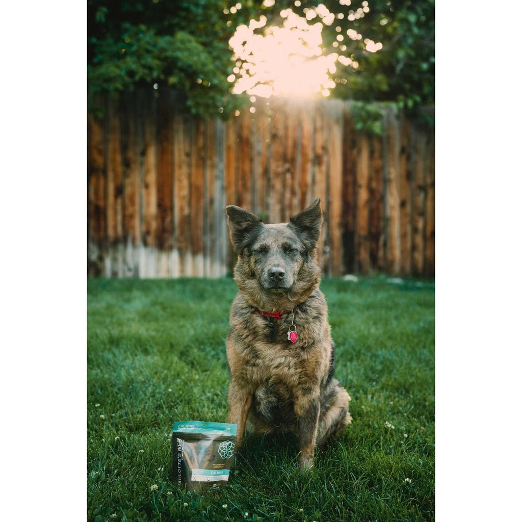 Calming Chews for Dogs X94579