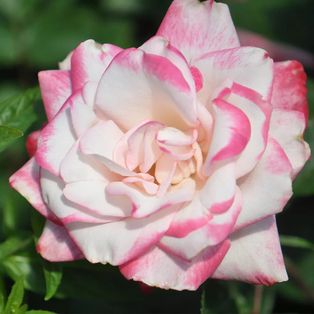 Live Plant Pink Flowers M86628